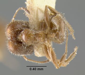 Media type: image;   Entomology 9255 Aspect: habitus dorsal view